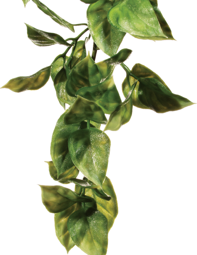 Amapallo Large Exoterra