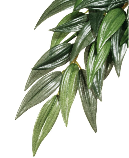 Rucus Medium Exoterra