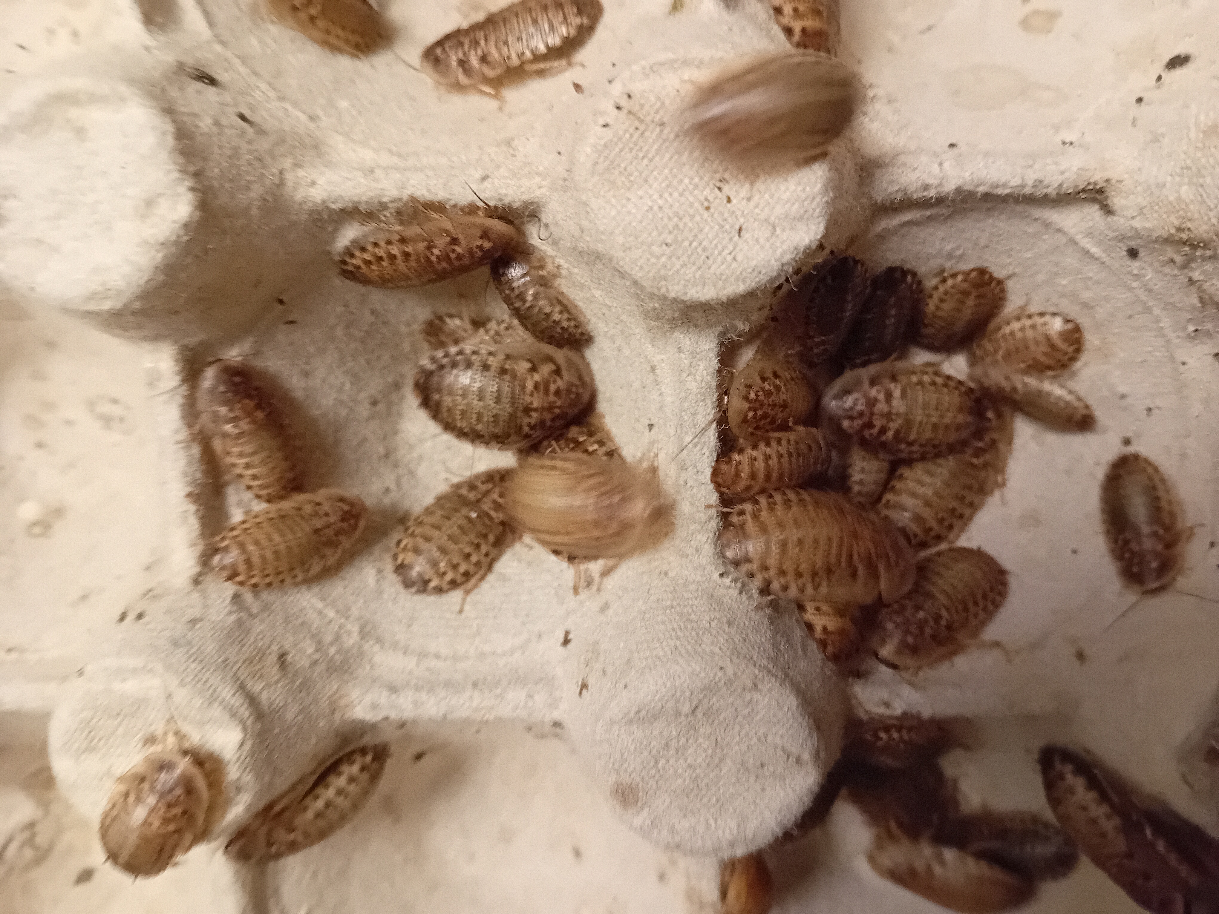 Dubia 0,5-1 CM, 25-pack