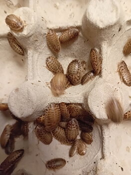 Dubia 0,5-1 CM, 25-pack