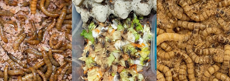 Beställ dina foderinsekter här! Kommer nya på fredag! 