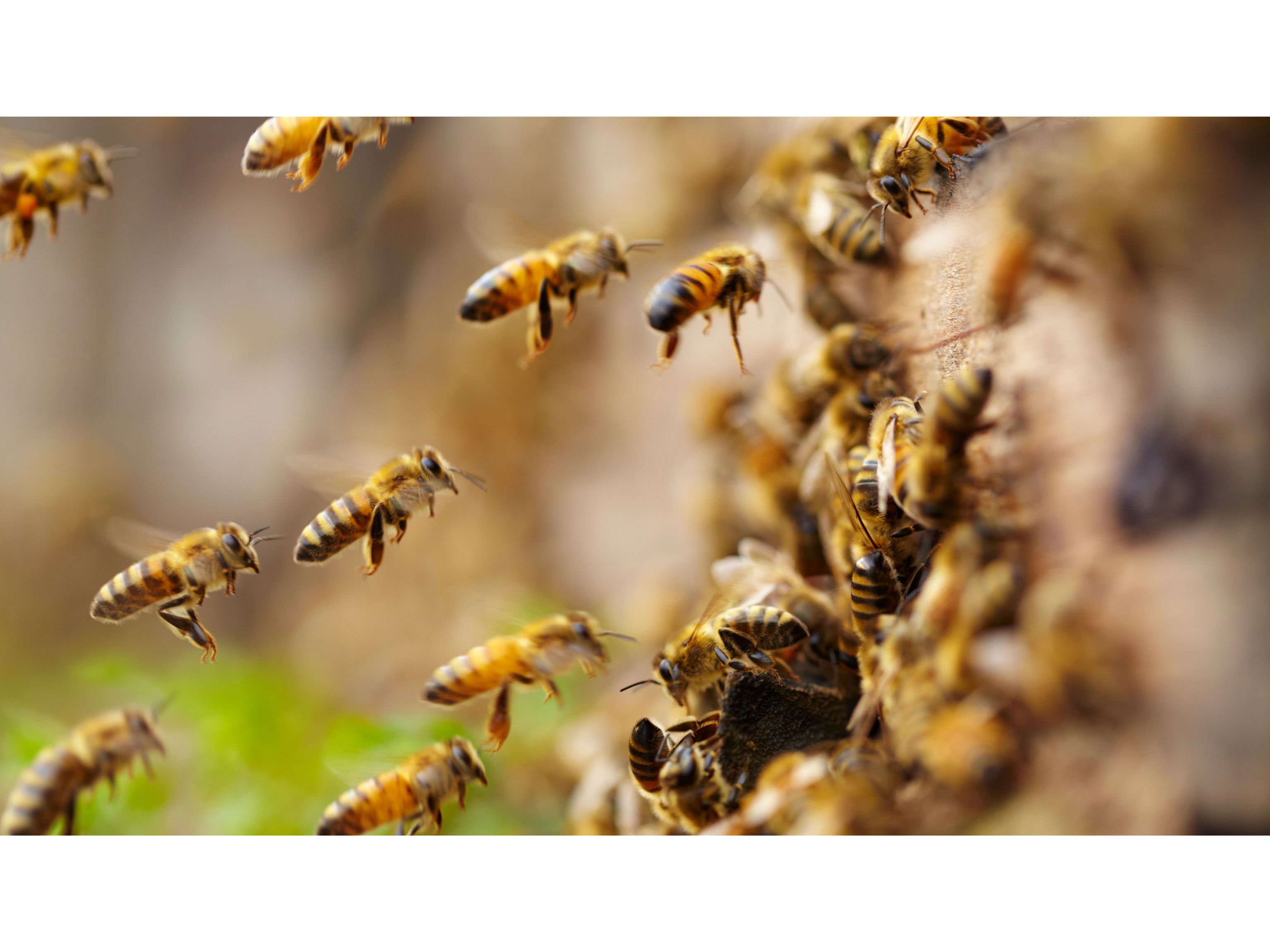 Natur och Biodlingsprodukter i Fokus Utforska naturens skatter och lär dig att använda dem 