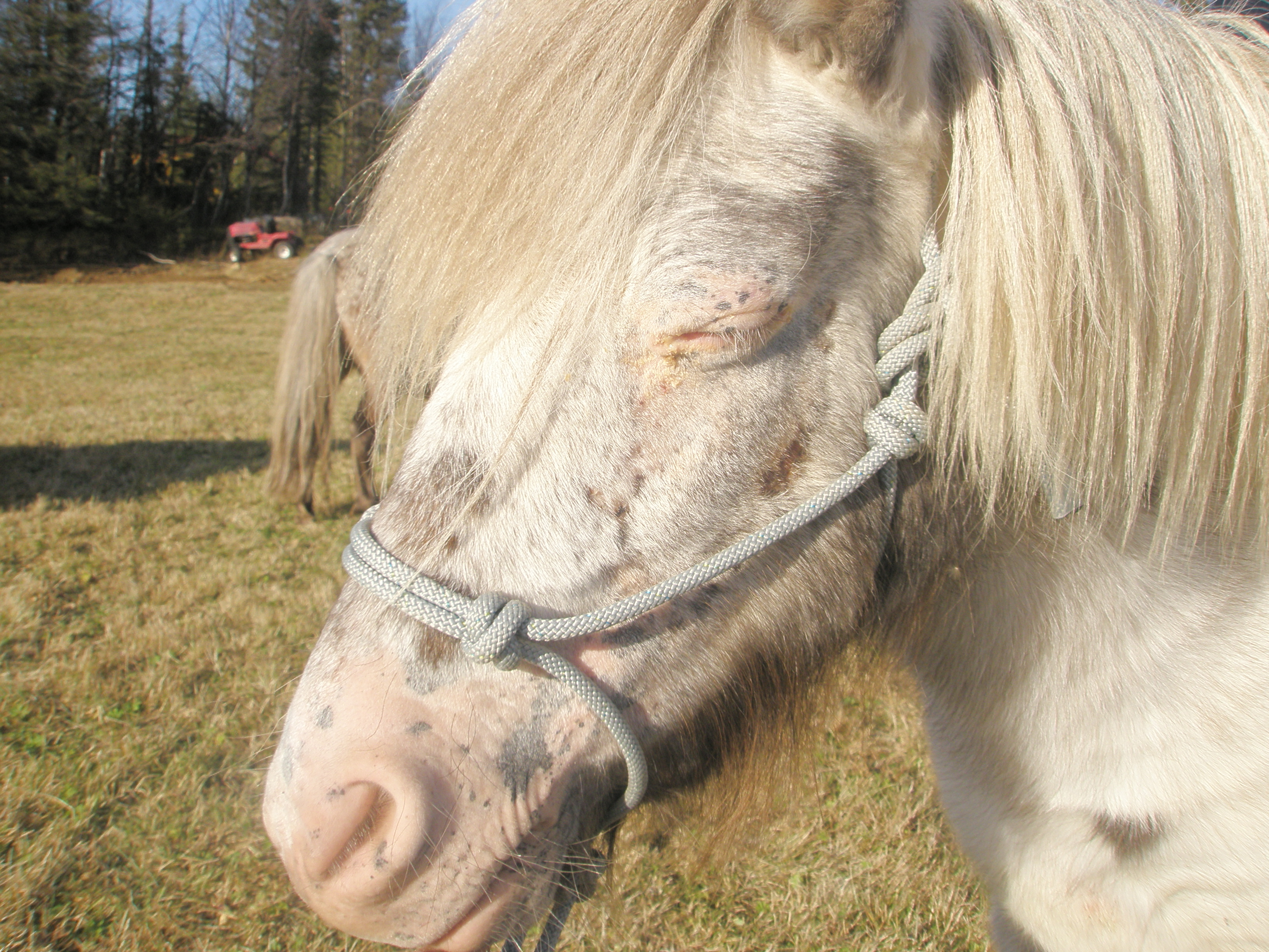 Repgrimma