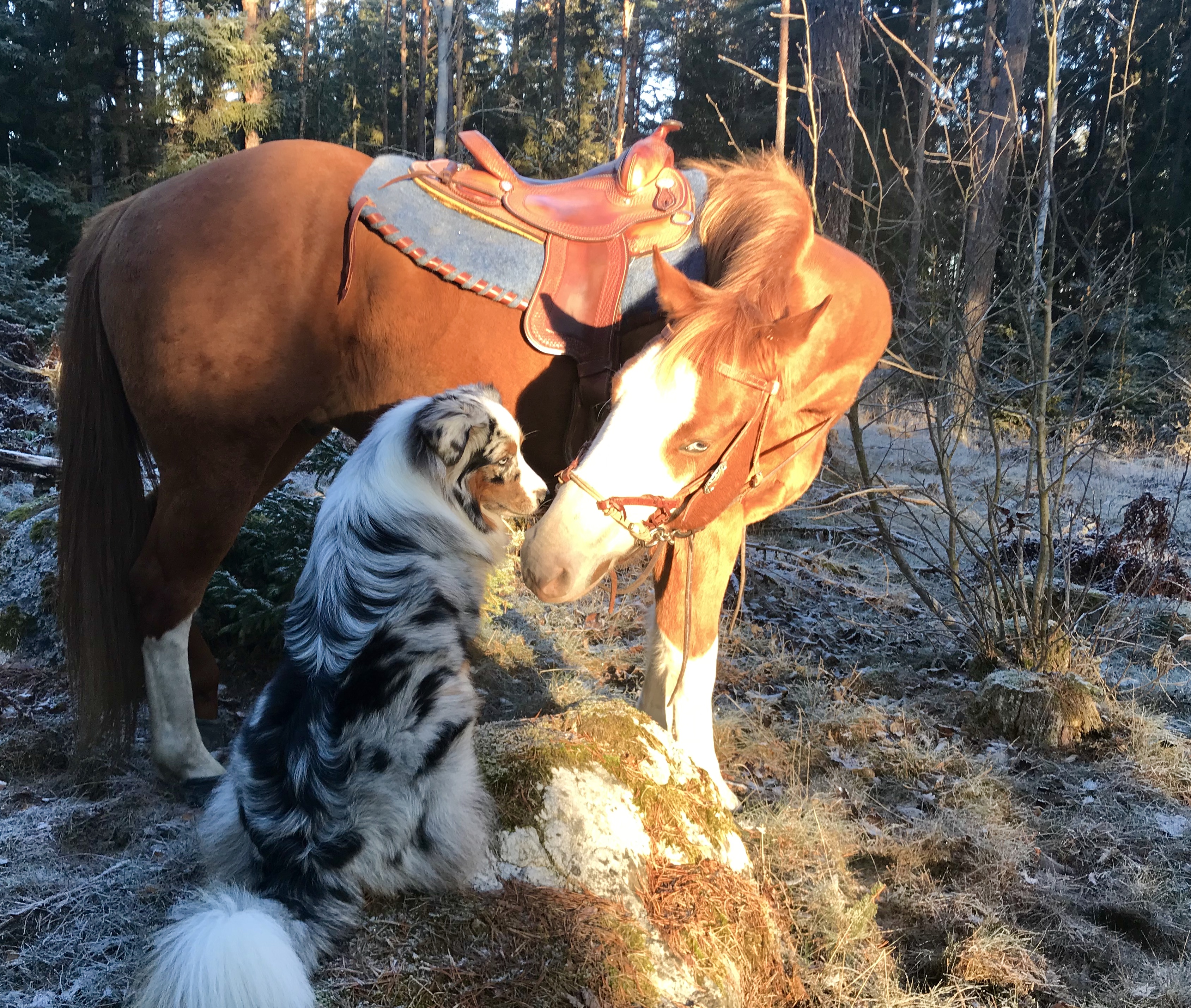 Natur grå sadelpad
