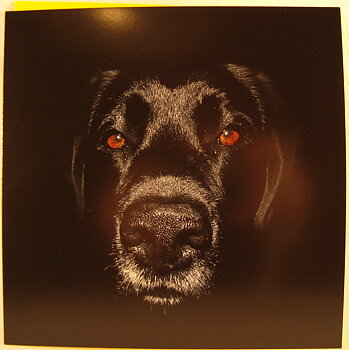 Kort Hund Svart Labrador