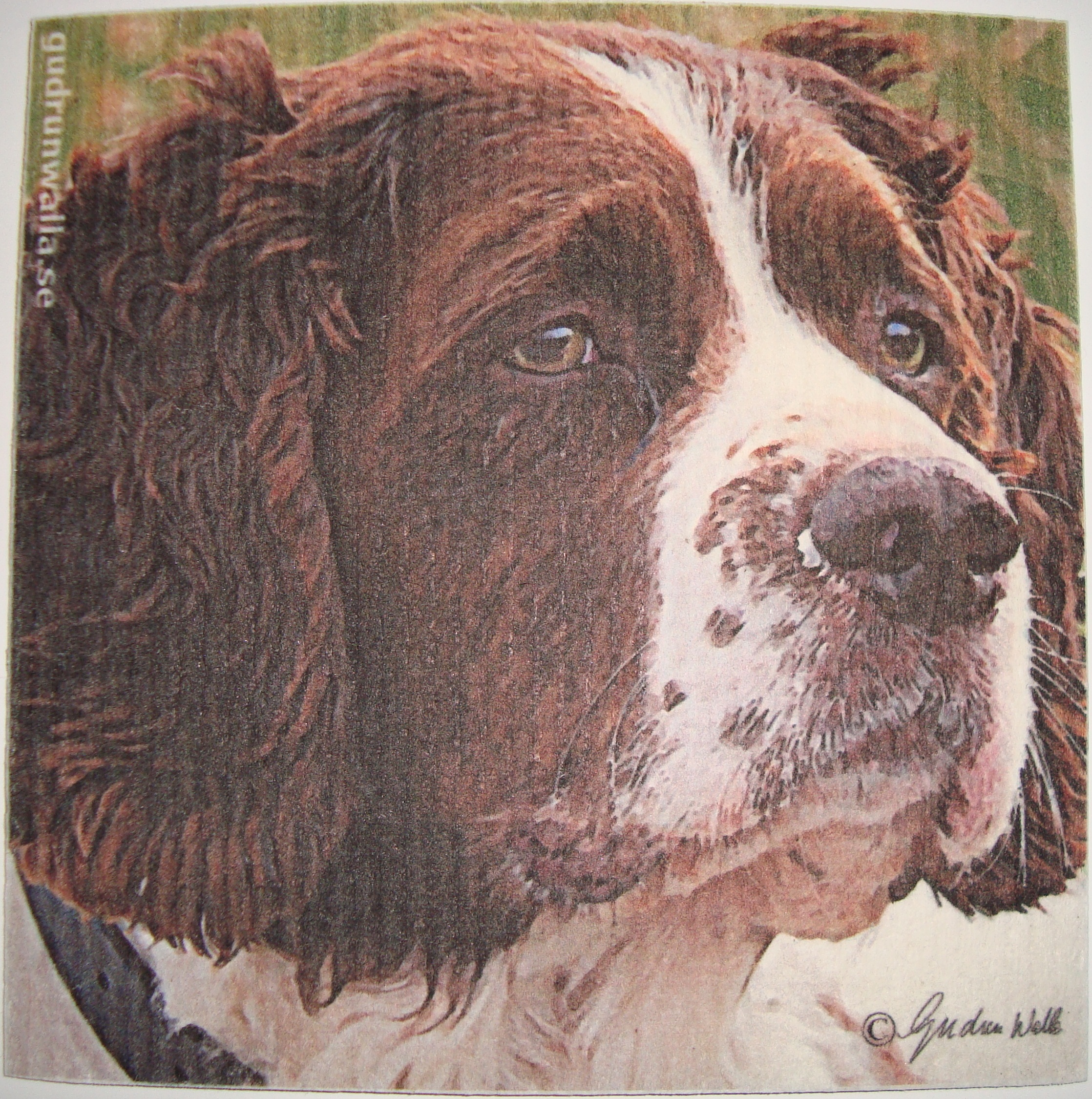 Disktrasa Hund 2