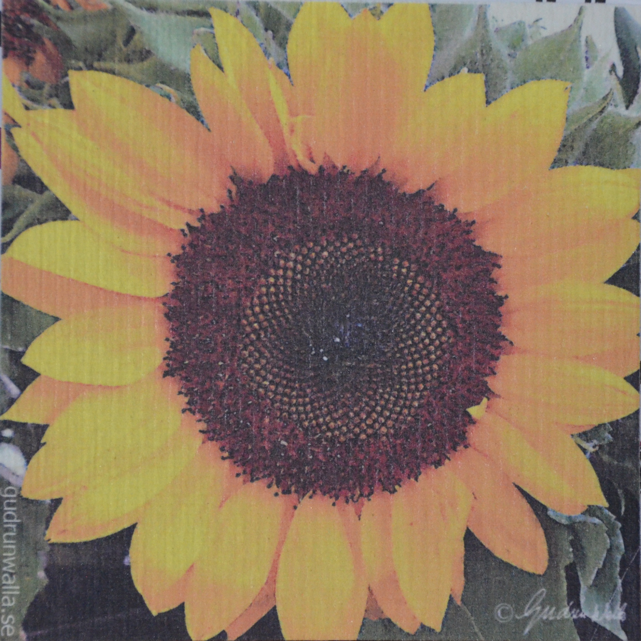 Disktrasa Solros