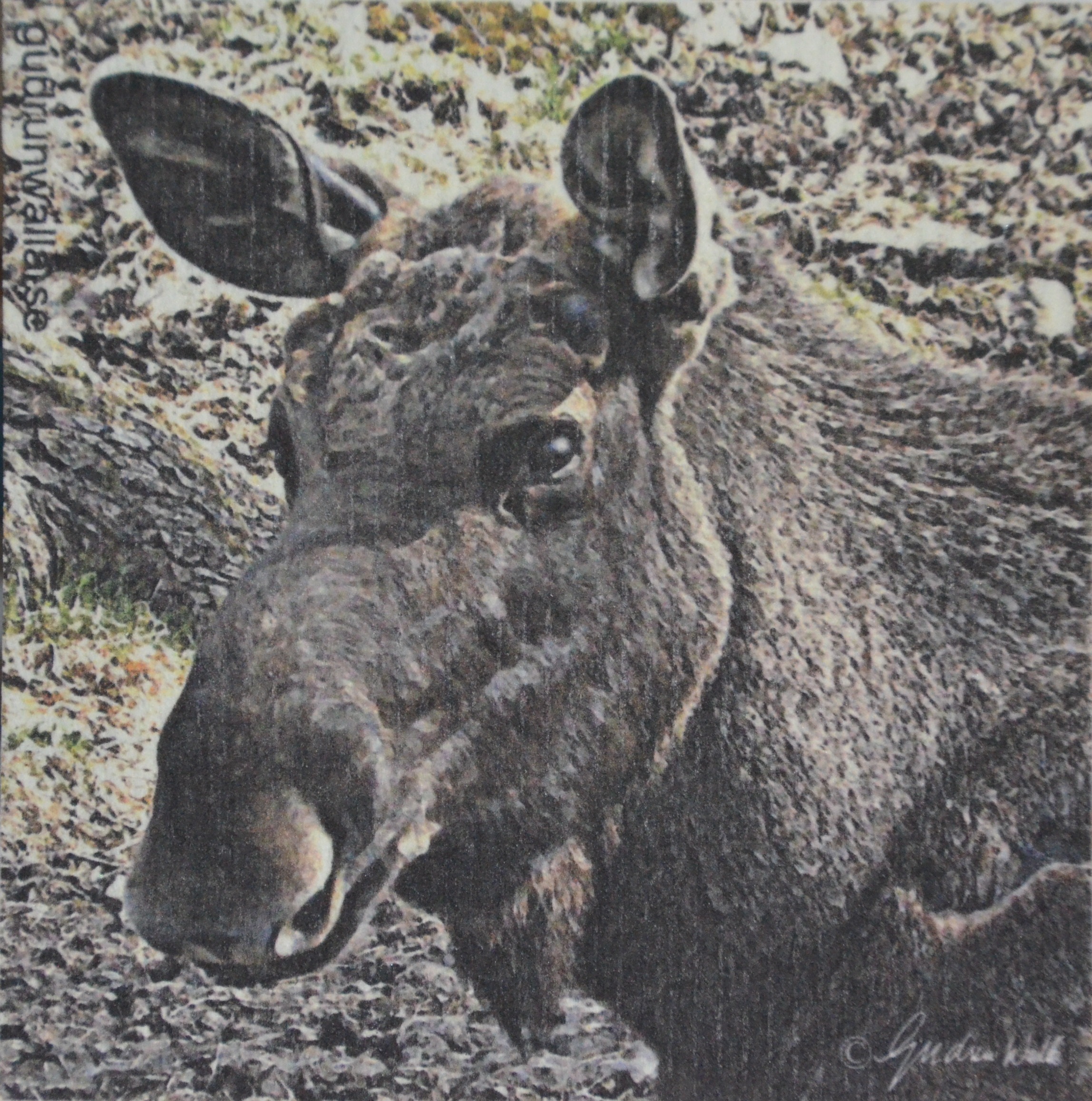 Disktrasa Älg