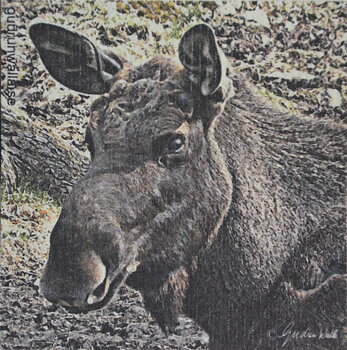 Disktrasa Älg