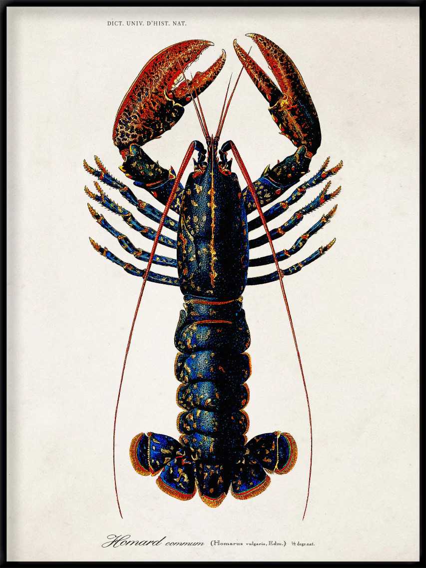  Tavla Lobster inkl. ram
