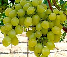 Belgrad Seedless