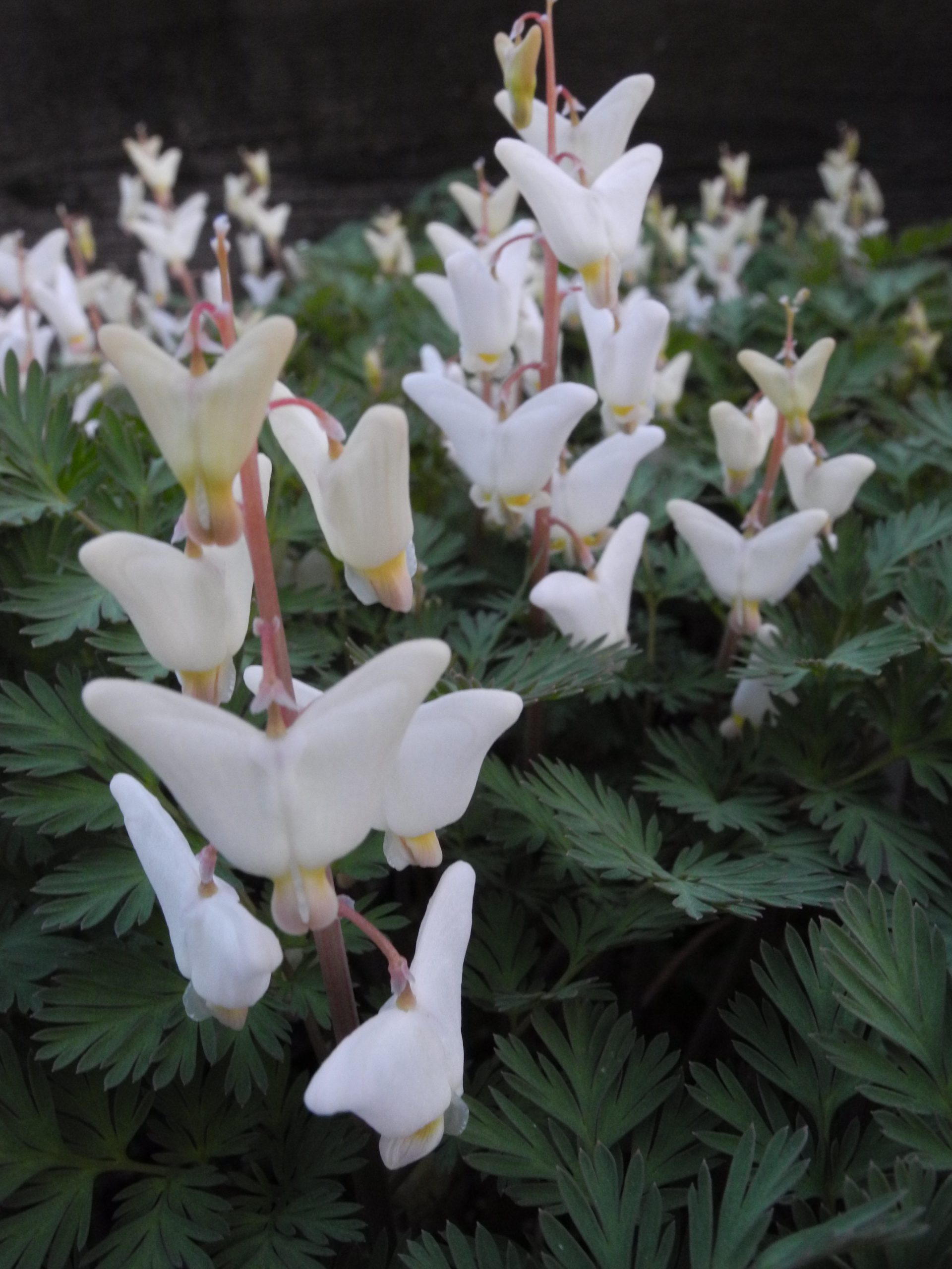 Dicentra cuccularia