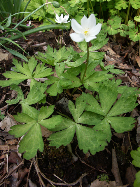 Anemone flaccida