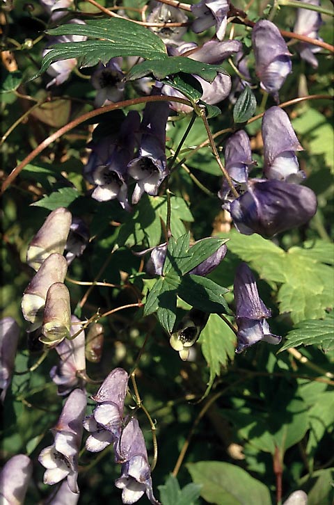 Aconitum hemsleyanum typ ex. Kina