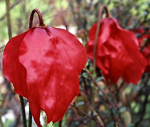Meconopsis punicea(Perenn form)