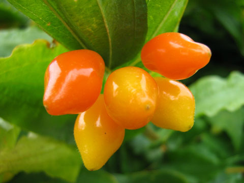 Prosartes hookeri