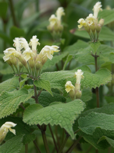 Phlomis sp. Ex Kina. Chen-Yi