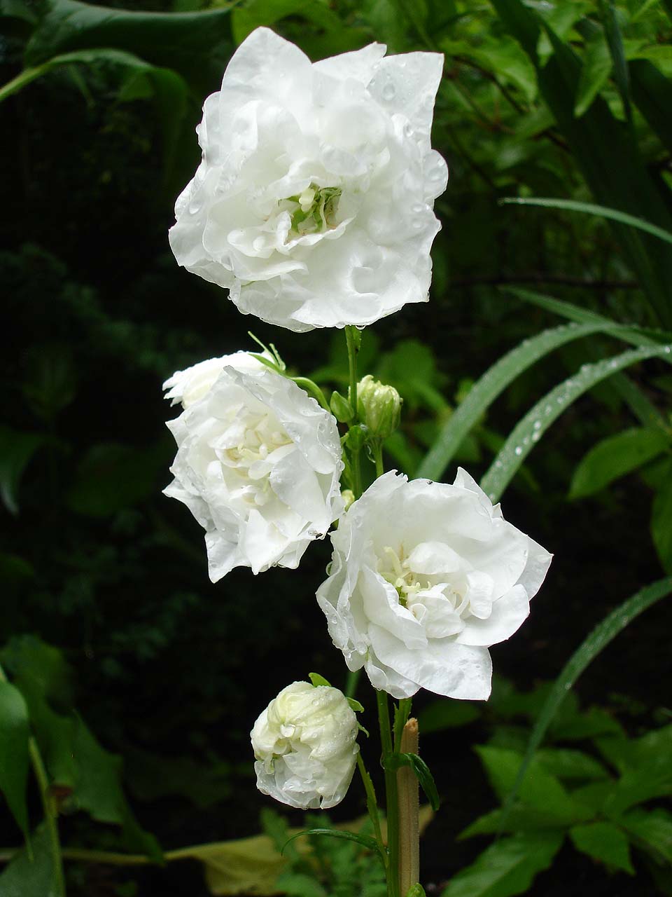 Campanula persicifolia 'Snövit'