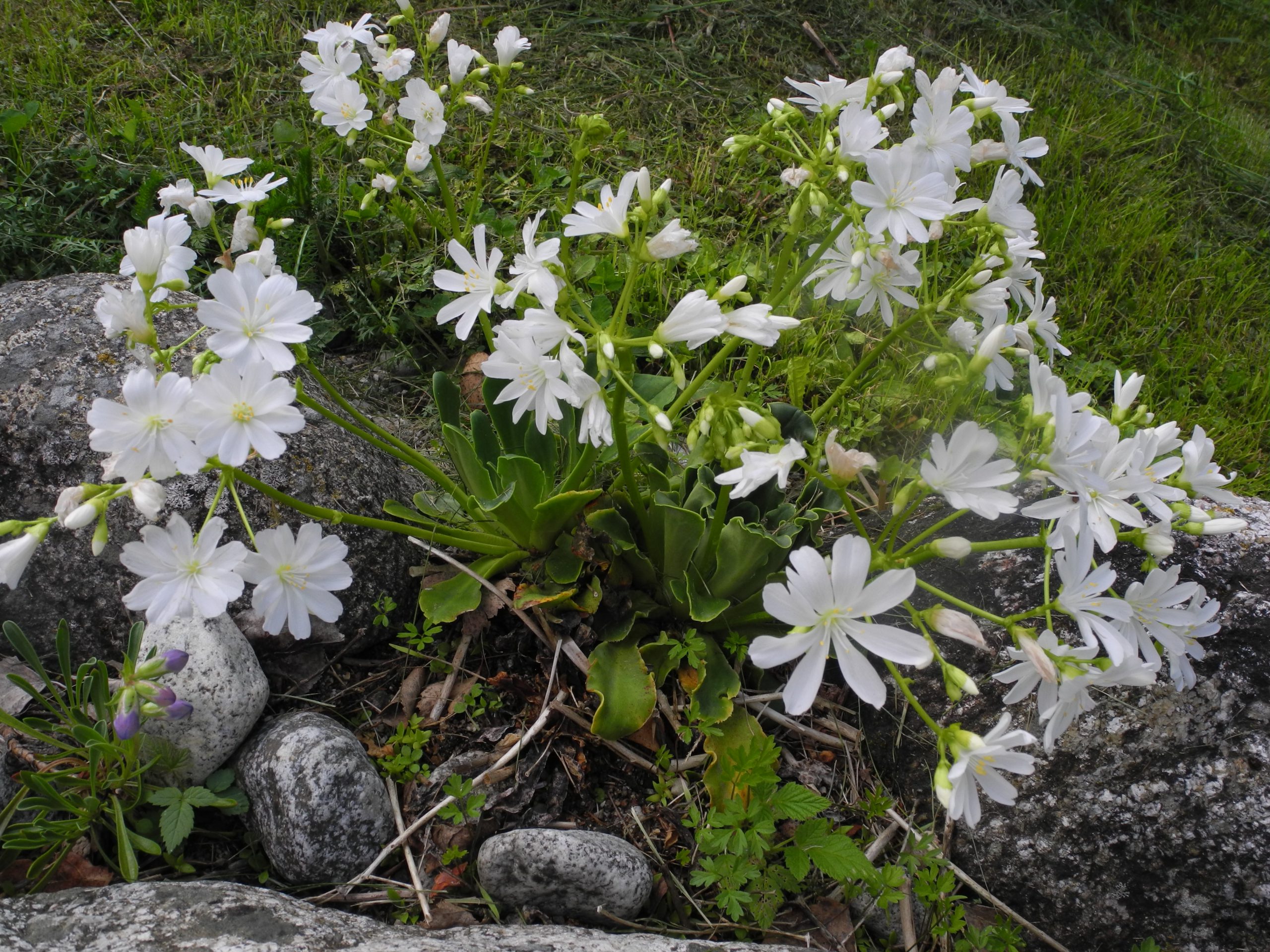 Lewisia cotyledon 'Alba'
