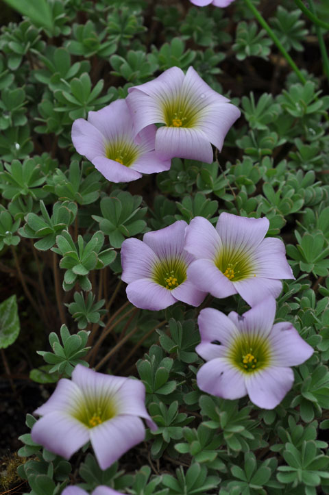 Oxalis enneaphylla A48