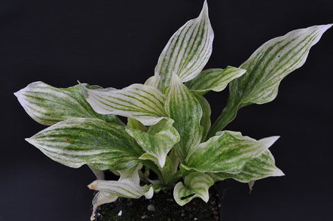 Hosta hybr.'White Feather'