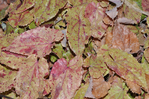 Epimedium sutchuenense.Ex China. Chen-Yi