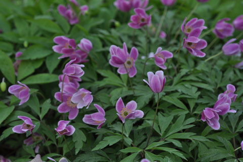 Anemone nemorosa 'Fire&Ice'