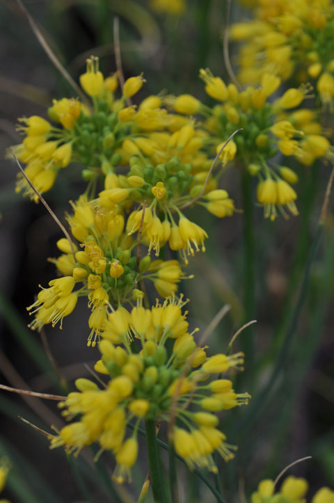 Allium flavum