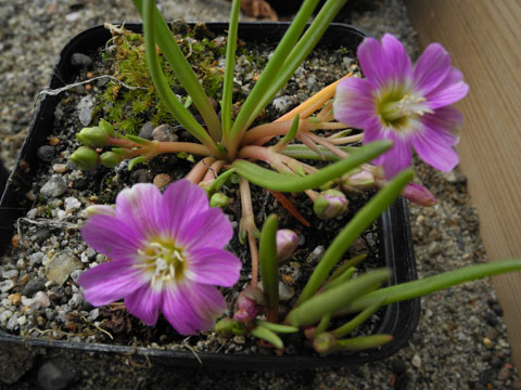 Lewisia sierrae