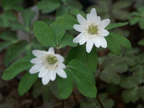 Anemone raddeana