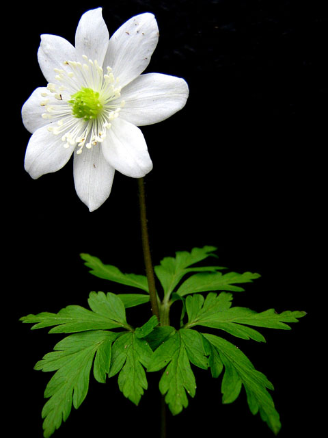 Anemone amurensis S&W 078