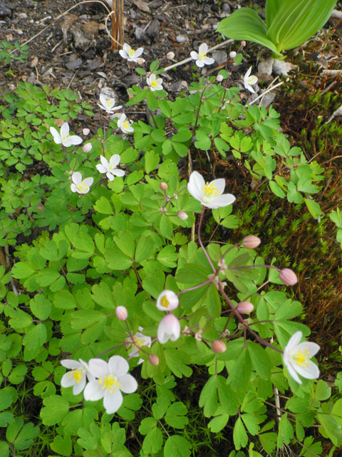 Isophyrum thalictroides