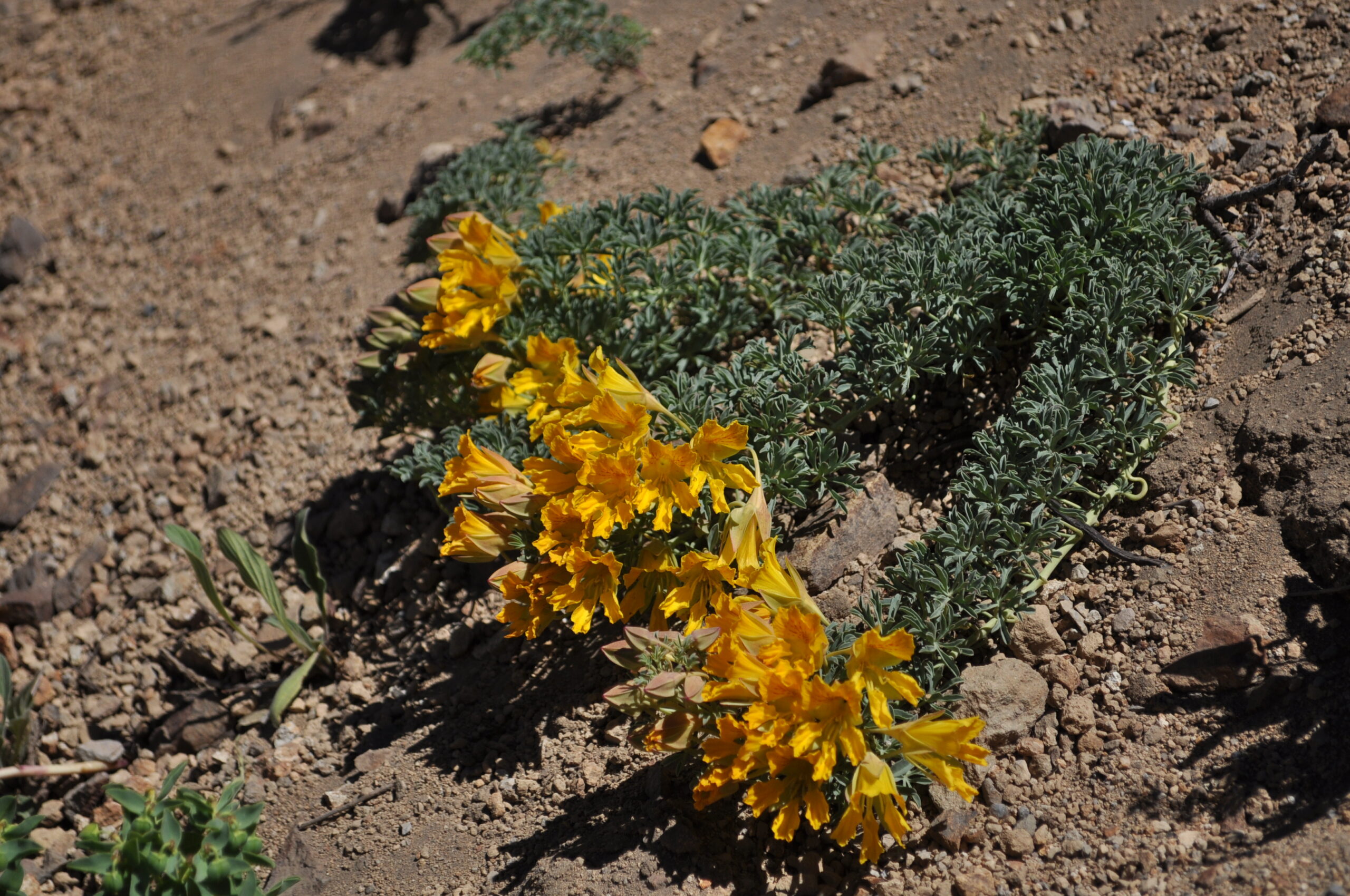 Tropaeolum polyphyllum