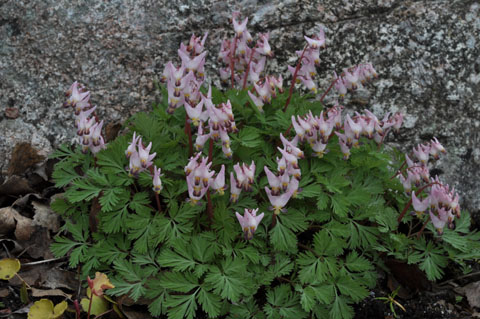 Dicentra cucullaria 'Pink Punk'