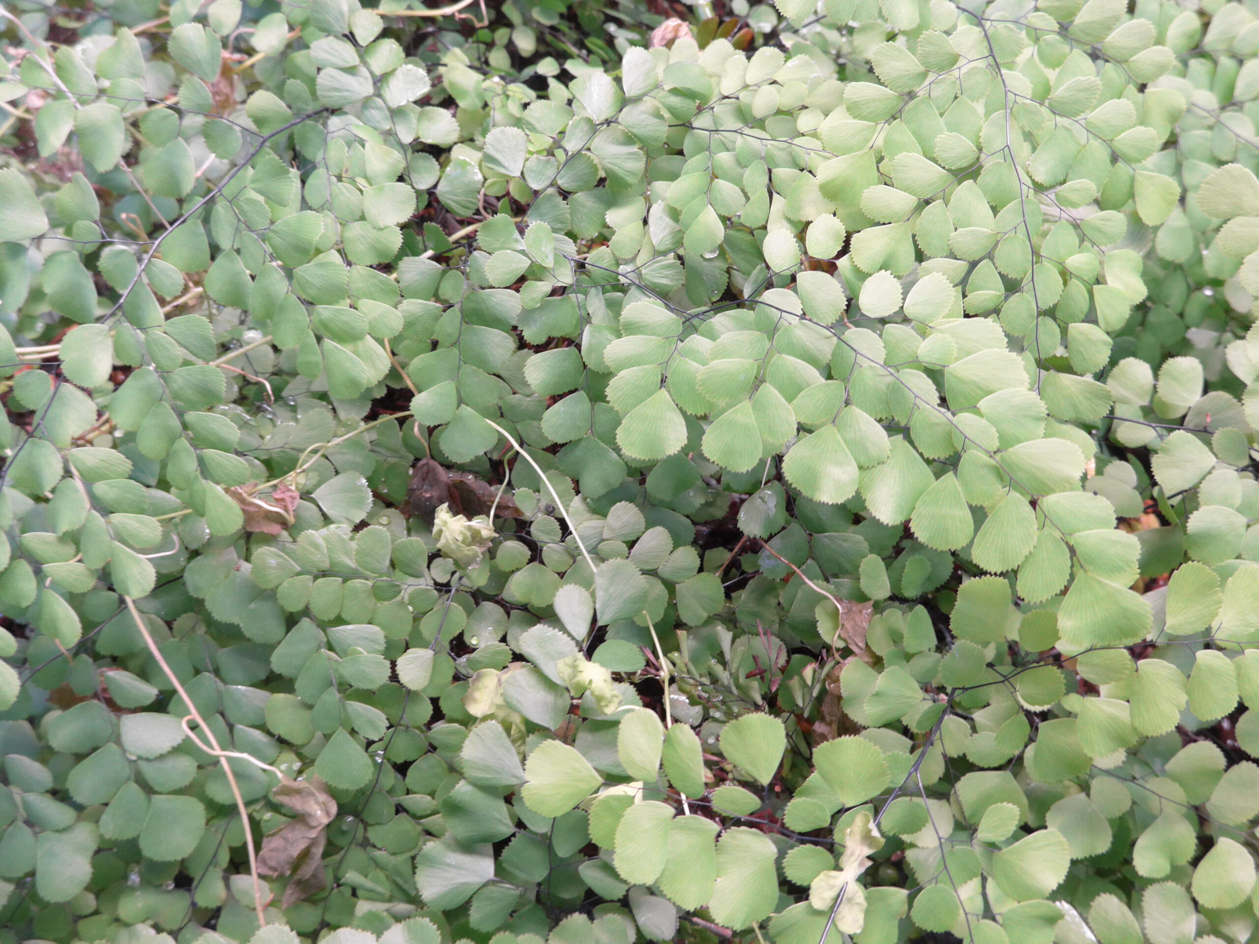 Adianthum aff venusta