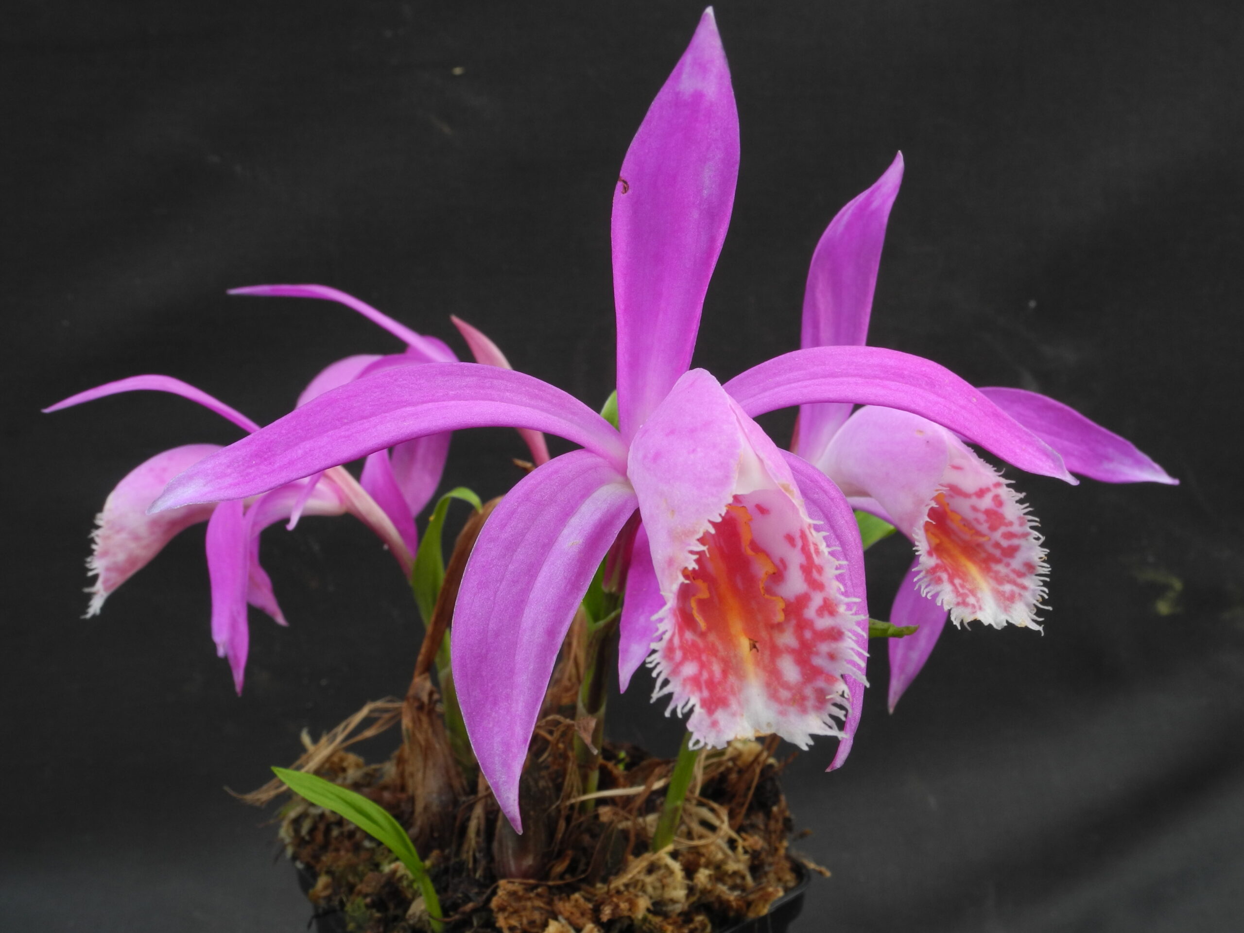 Pleione limprichtii