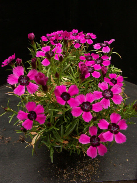 Dianthus alpinus hybr.'Joans Blood'