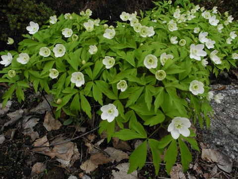 Anemone quinquifolia