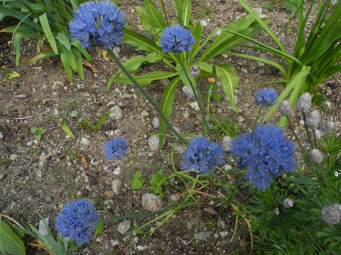Allium caeruleum