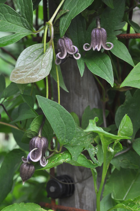 Clematis fusca v violacea
