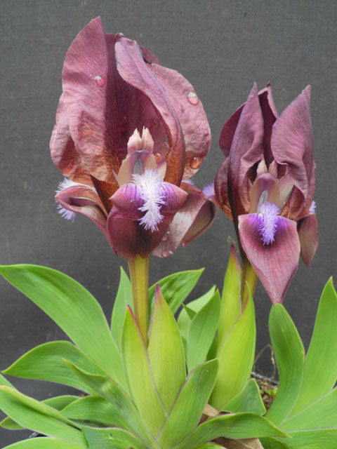 Iris suaveolens rubromarginata