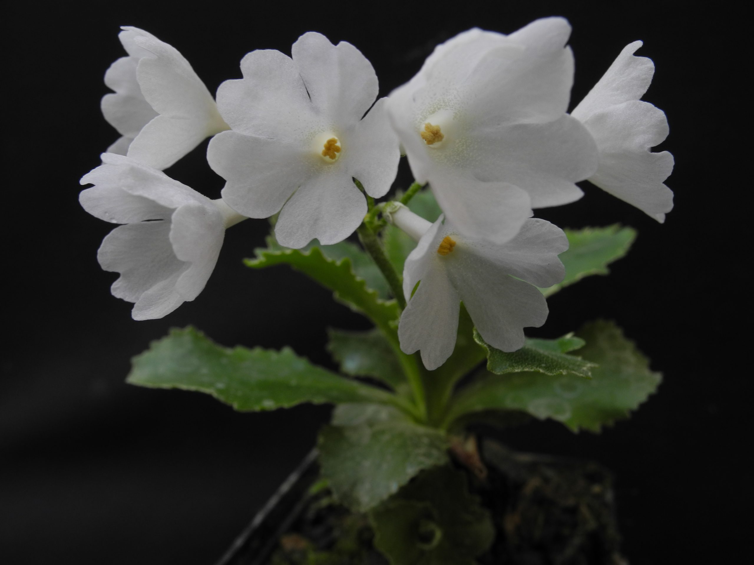 Primula marginata alba
