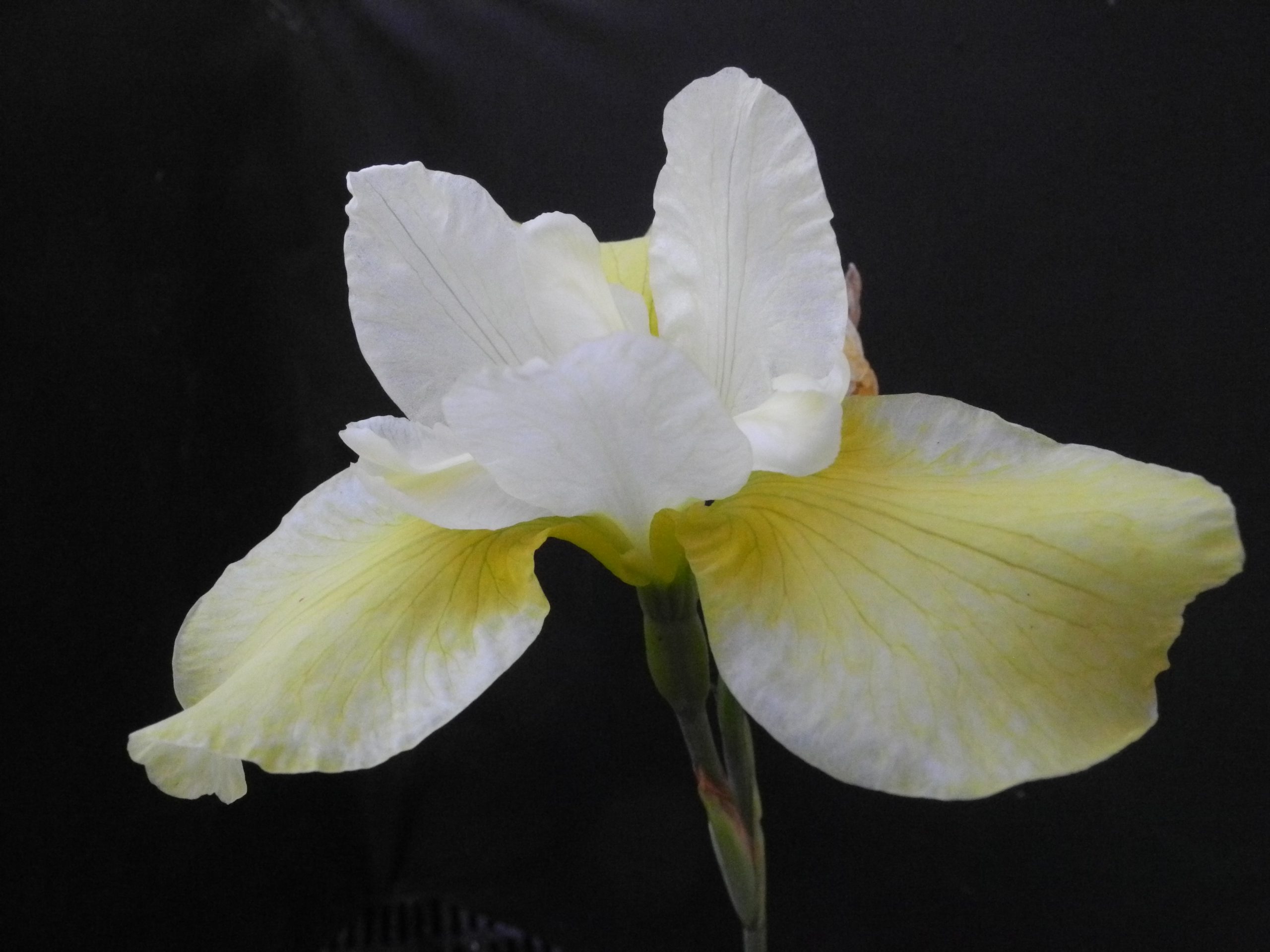 Iris sibirica hybr. 'Moonsilk'