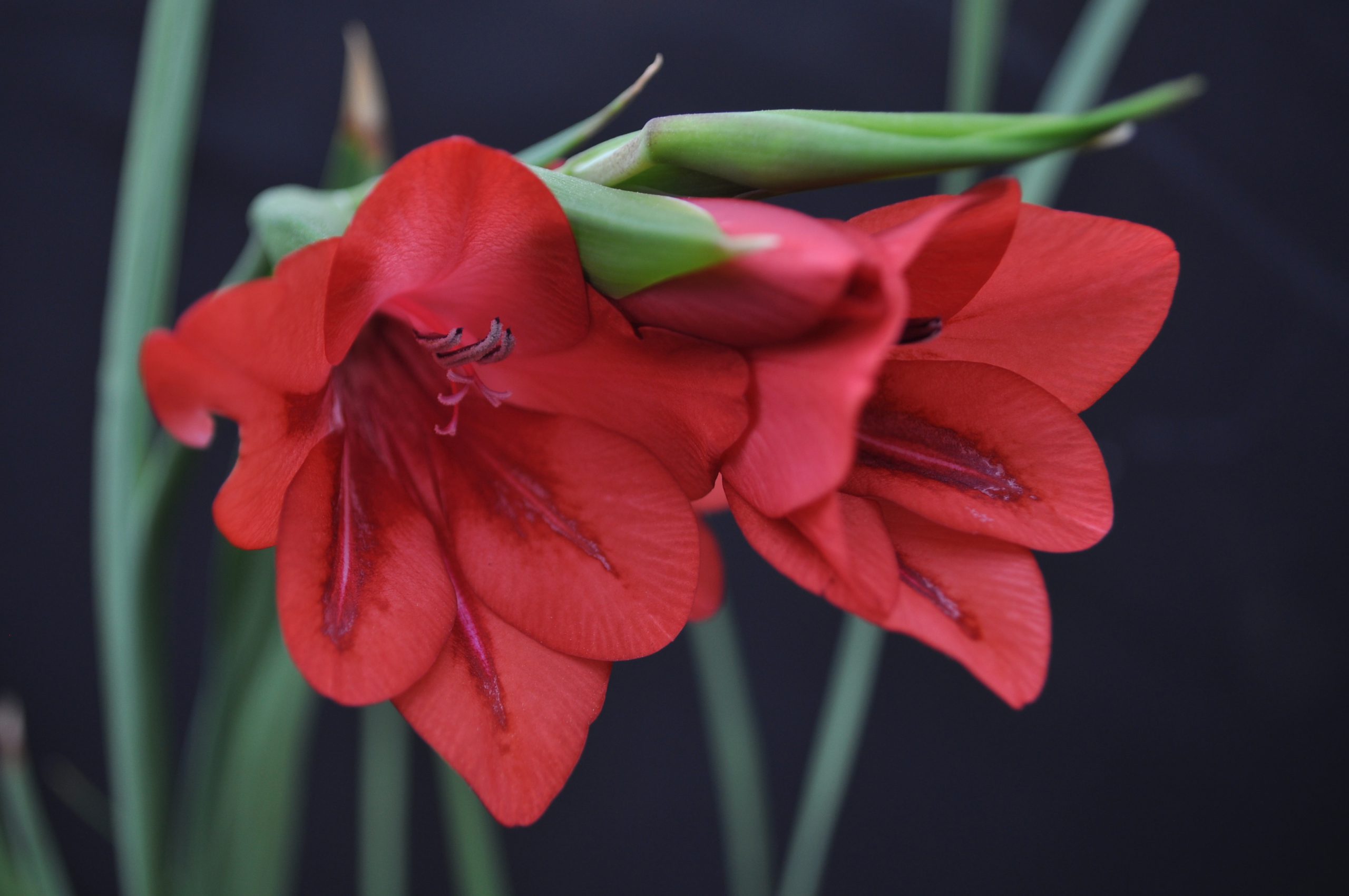 Gladiolus flanaganii