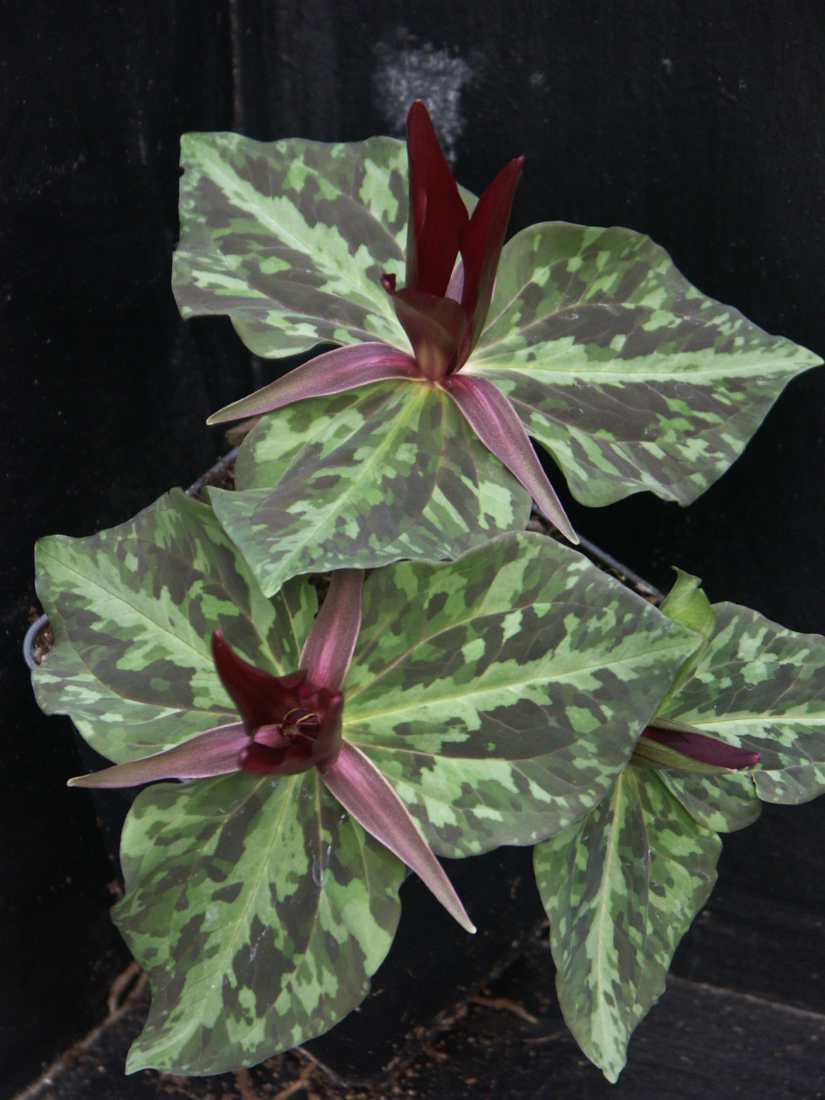 Trillium chloropetalum giganteum