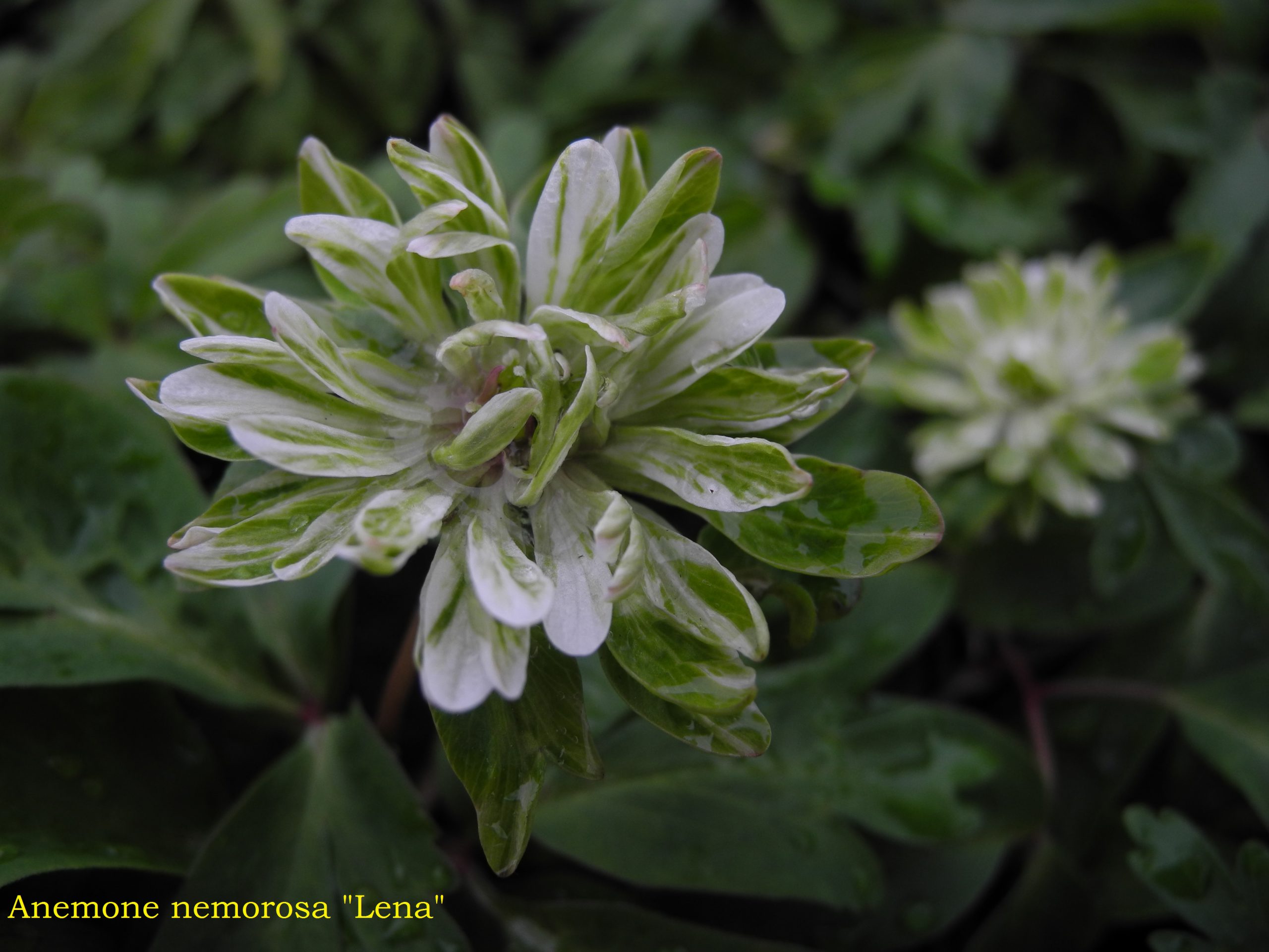 Anemone nemorosa 'Green Dragon'