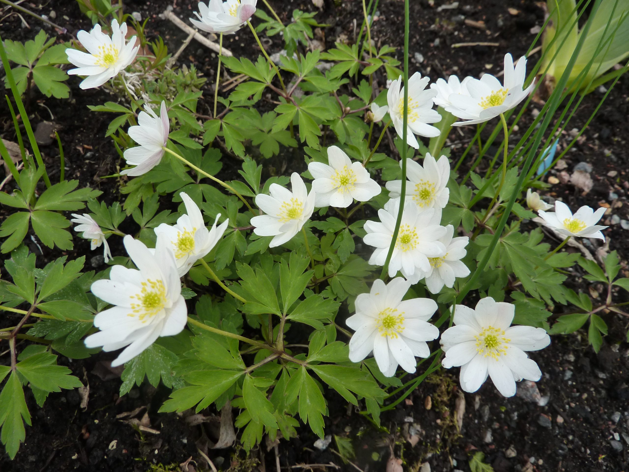 Anemone nemorosa 'Hilda'