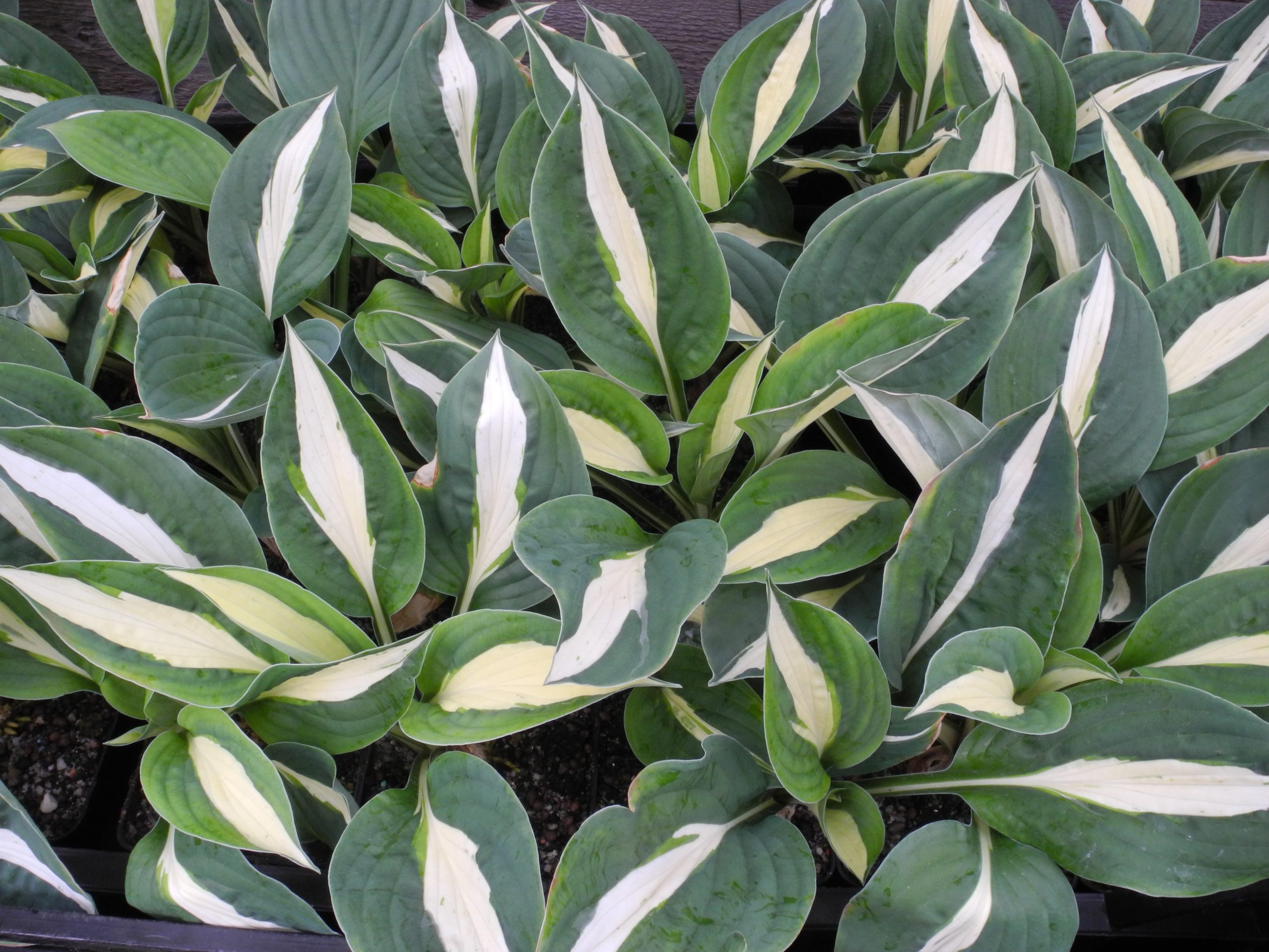 Hosta hybr.'White Bikini'