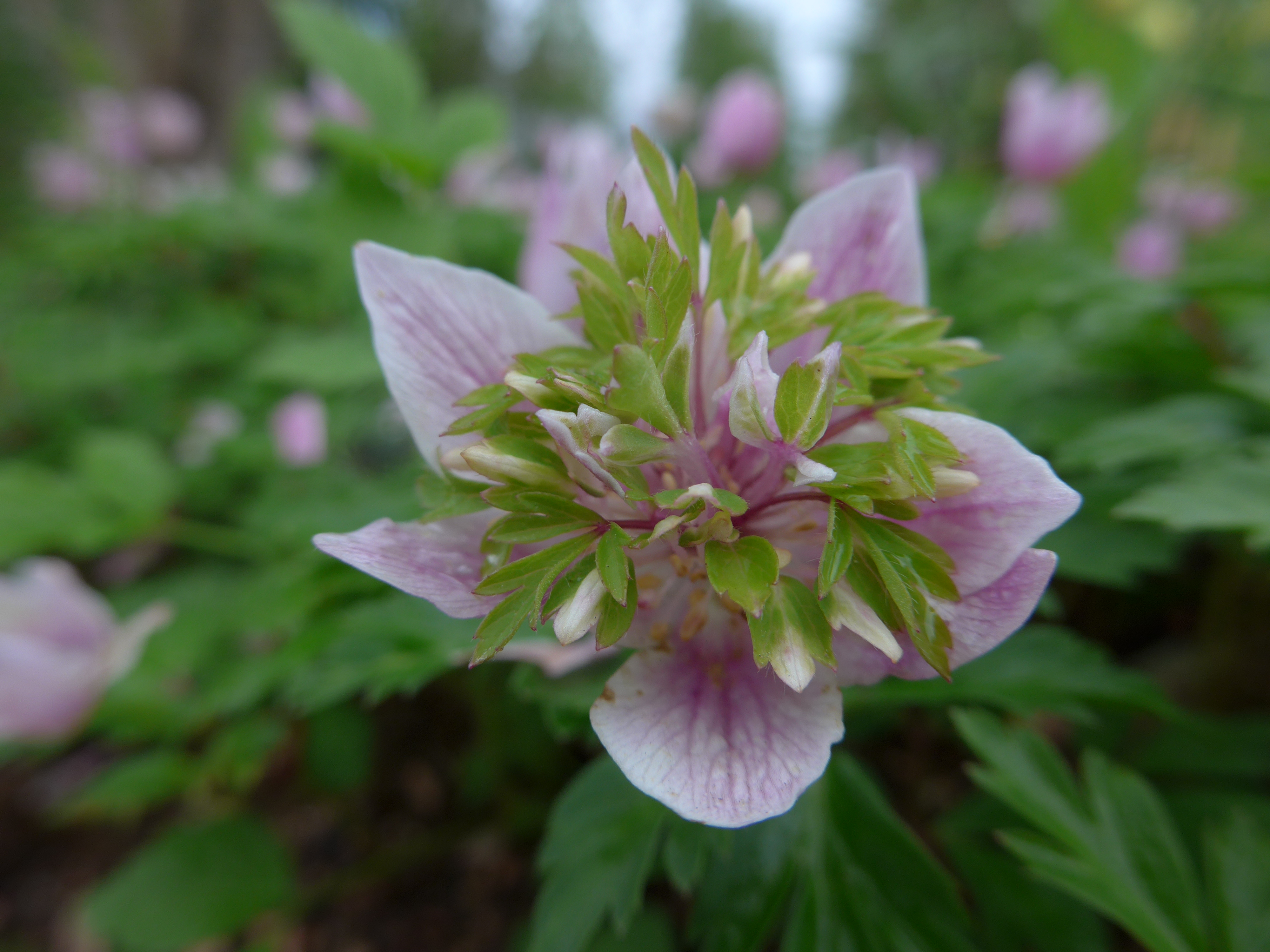 Anemone nemorosa 'Majbrud'