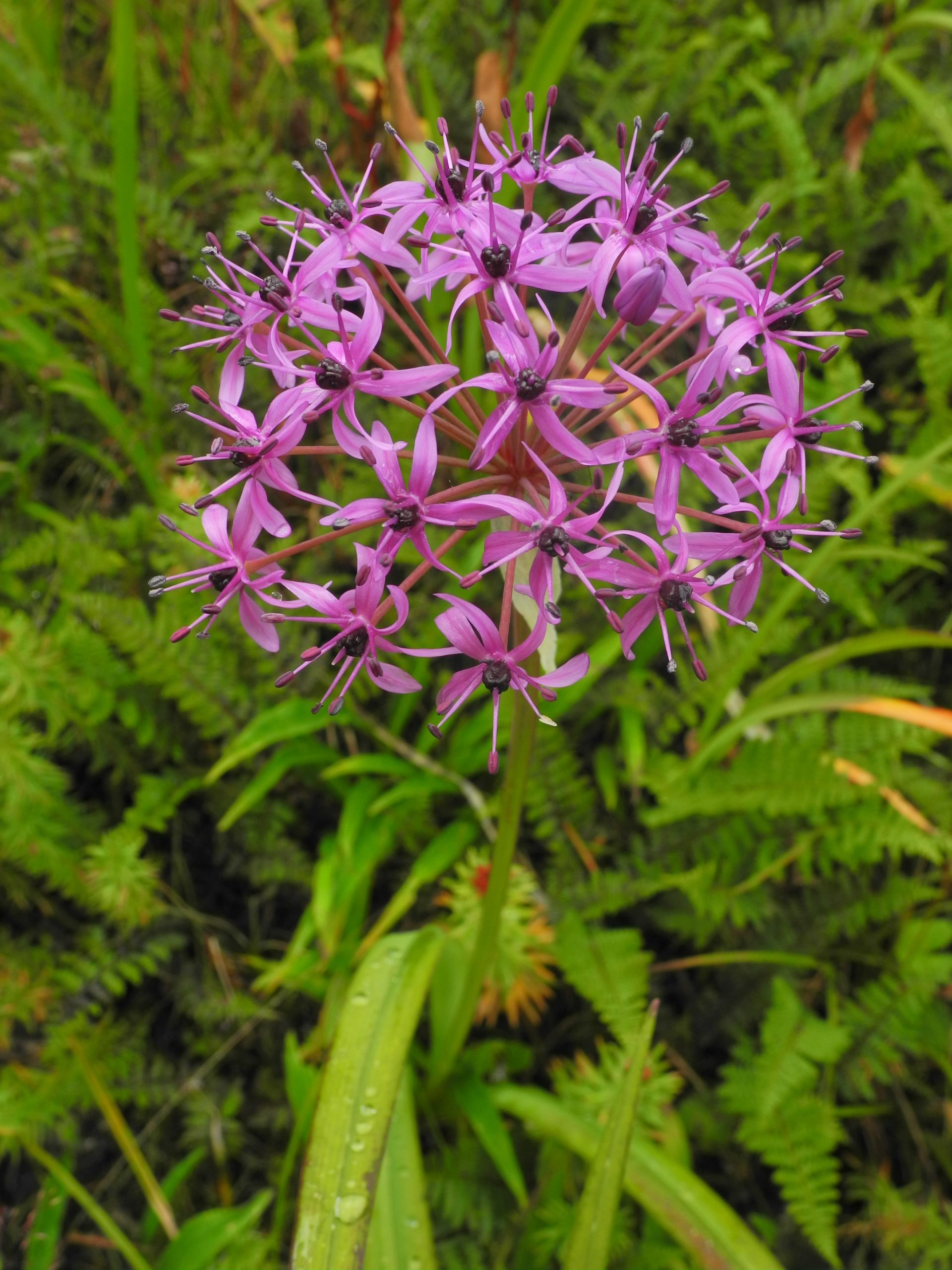 Allium wallichii CLD 1500